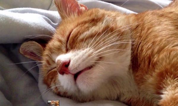 Tersimpan Makna, Inilah 6 Posisi Tidur Sesuai Suasana Hati Kucing