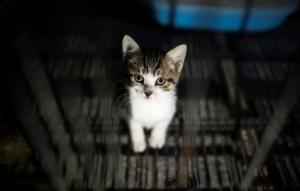 7 Cara Menghilangan Jamur Kucing Dengan Bahan Alami dan Pemakainnya