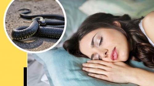 7 Arti Mimpi Ular Saat Tidur Menurut Primbon Jawa, Simak Selengkapnya