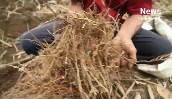 Seorang Petani Olah Akar Bambu Jadi Pupuk dan Bahan Pestisida, Hasilnya Luar Biasa