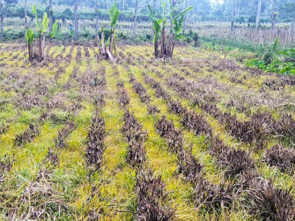 Hektaran Nanas Madu di Pemalang Dimusnahkan Pemilik Lahan, Ternyata Ini Sebabnya