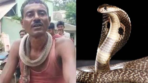 Tak Takut Kena Racun Pria India Gigit Balik Ular Kobra hingga Mati, Kesal Dipatuk Duluan