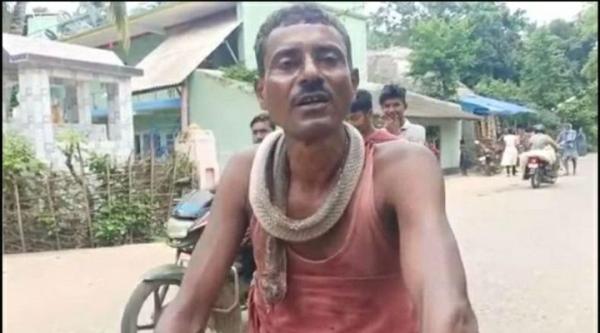 Kesal Digigit Kobra, Pria di India Balas Menggigit Sang Kobra Hingga Mati Seketika