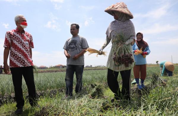 Harga Bawang Merah Picu Inflasi Tinggi, Ternyata Ini Sebabnya!