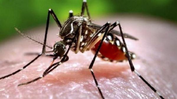 Benarkah Nyamuk Lebih Suka Menggigit Orang Berbaju Hitam, Ini Faktanya