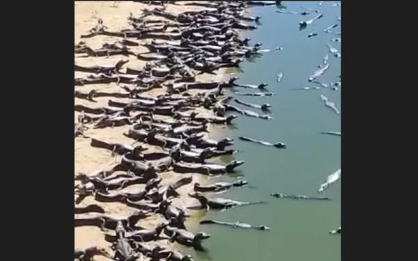 Invasi Ratusan Buaya Besar di Pantai Sempit Bikin Geger Brasil  