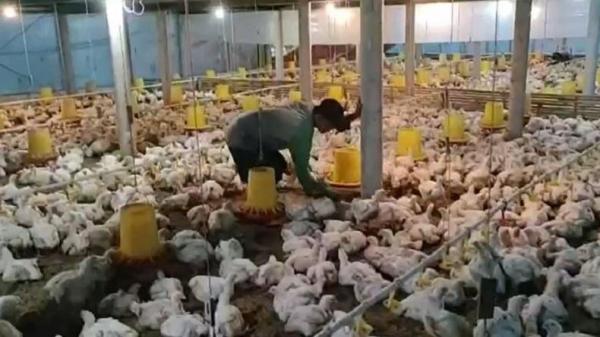 Kenaikan Harga BBM Buat Peternakan Ayam di Cilacap Terancam Gulung Tikar