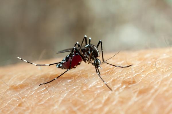 Betulkah Orang Berbaju Hitam jadi Sasaran Gigitan Nyamuk, Cek Faktanya