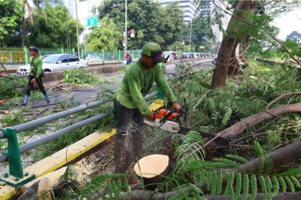 Ratusan Pohon di Jalan Kota Bogor Rawan Tumbang, Warga Agar Waspada