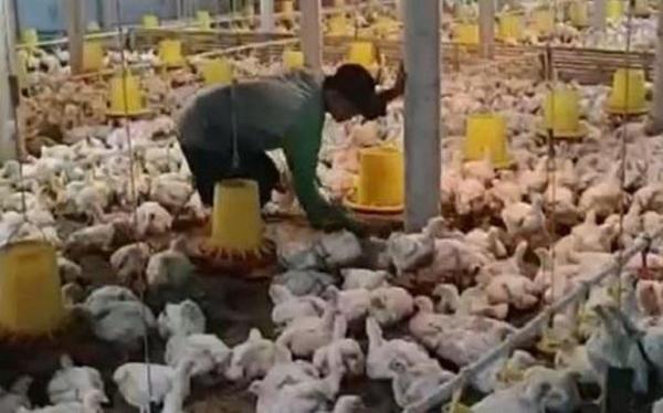 BBM Naik, Peternak Ayam: Biaya Operasional Pembesaran Ayam Semakin Membengkak Tak Terkendali