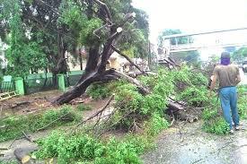 Ciputat Diterpa Hujan Lebat, Akibatnya Pohon Tumbang dan 70 Atap Rumah Rusak
