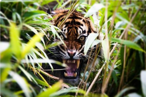Gawat Ini Mah! 2 Harimau Masuk Kebun Singkong, Warga Lampung Utara Resah 
