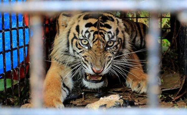 Gegerkan Warga Lampung Utara, 2 Harimau Masuk ke Kebun Singkong di Desa Bumi Ratu