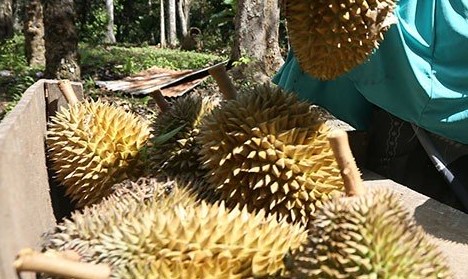 Wow! Panen Melimpah, Harga Durian di Merangin Paling Murah Rp3000