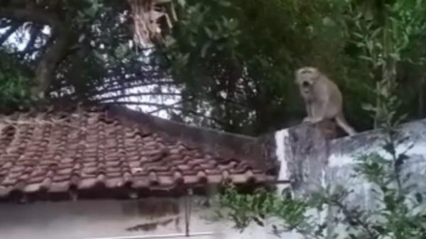 Diduga Kelaparan, Monyet Ekor Panjang Masuk ke Pemukiman Warga Kota Kediri