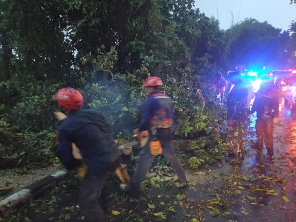 Pohon Tumbang di Jalan Paledang Kota Bogor, Satu Pemotor Terluka