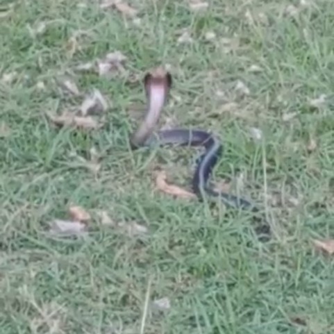 Breaking News : Membahayakan 4 Ular Cobra Berkeliaran di Taman Krucuk Kota Cirebon