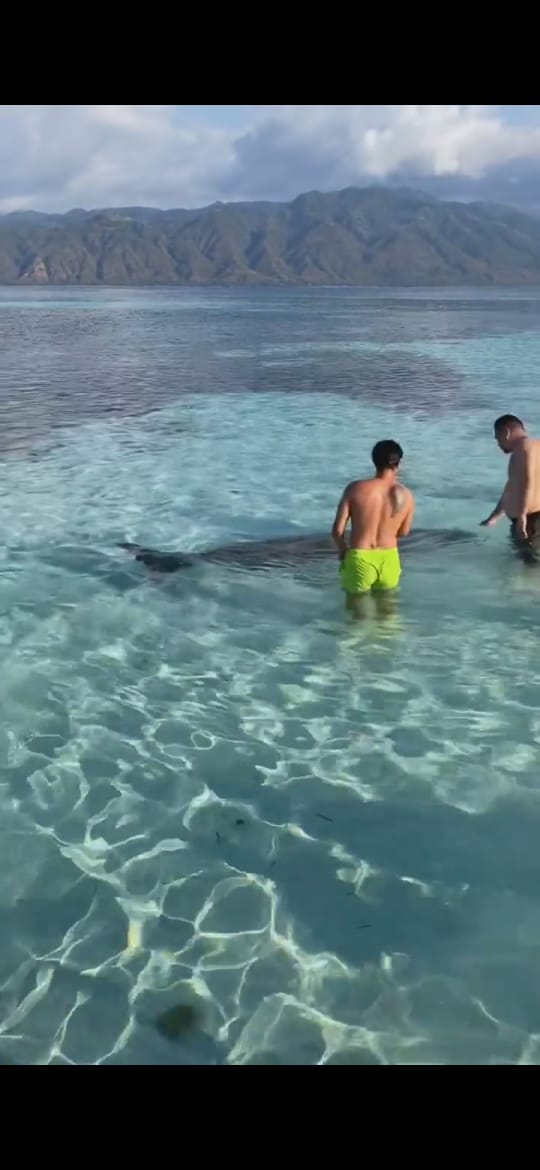 Viral, Video Ikan Dugong Jadi Mainan Tamu di Pesisir, KCD Alor Buat Teguran Keras
