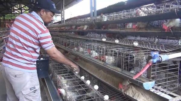 Peternak Ayam Arab di Tegal Menjerit, Dampak Kenaiakan Harga BBM