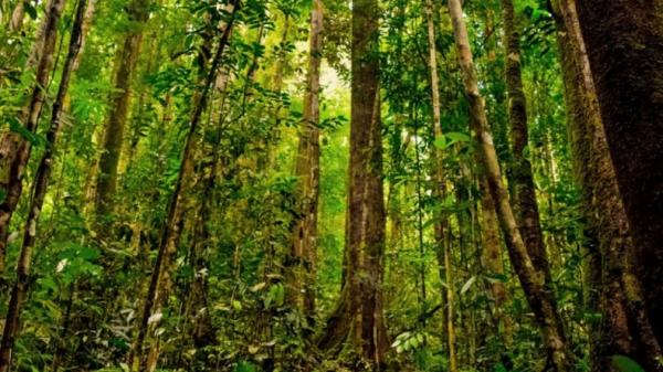 Hutan Jeglong di Pati Jateng, Tempat Pembantaian PKI Konon Simpan Kisah Mistis
