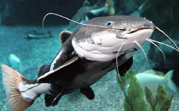 Ketahui 6 Manfaat Ikan Gabus Untuk Kesehatan, Bisa Atasi Kurang Gizi