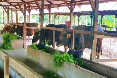 Ditargetkan 197 Ribu Ternak di Riau Divaksin PMK