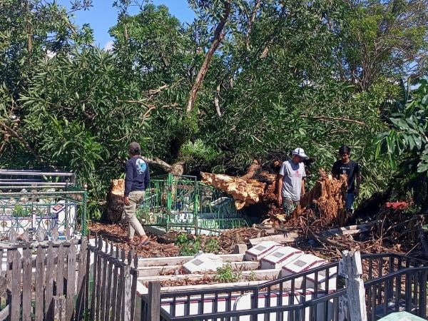 Akibat Angin Kencang,Pohon Raksasa Berusia 150 Tahun Tumbang Merusak Puluhan Makam