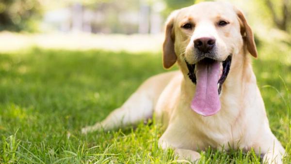 Ini 7 Jenis Anjing Paling Pintar, Nomor 3 Labrador Retriever