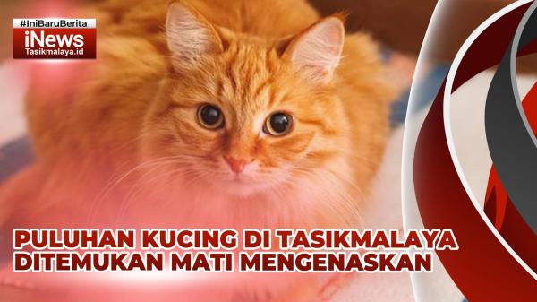 VIDEO Geger! Puluhan Kucing di Tasikmalaya Ditemukan Mati dengan Mengenaskan