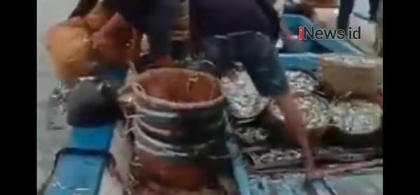 Video Tragis Nelayan Tanggamus Buang Ikan 9 Ton ke Laut