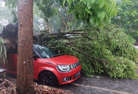 Hati-hati, Jangan Parkir dan Berteduh di Bawah Pohon Saat Musim Penghujan