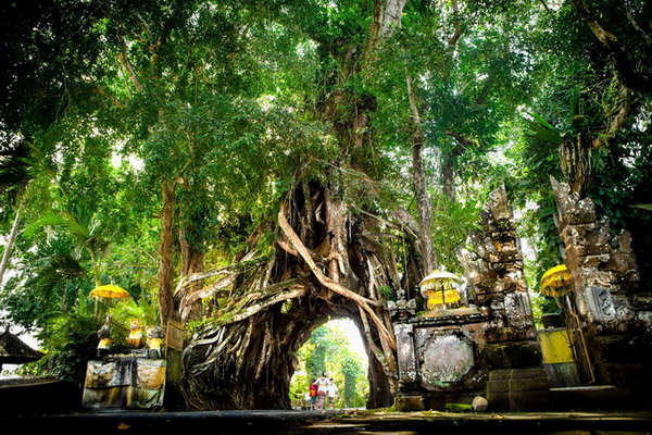 Misteri Pohon Bunut Bolong di Bali, Rombongan Pengantin Dilarang Lewat
