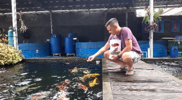 Budidaya Ikan Koi Lumajang Tembus Pasar Internasional