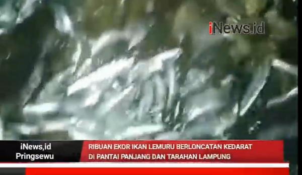 Video Ribuan Ikan Berlompatan Ke Pantai di Panjang
