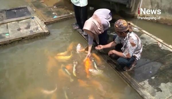 Fantastis! Ikan Mas Super Jumbo di Citorek Lebak Banten Bernilai Jual Jutaan Rupiah