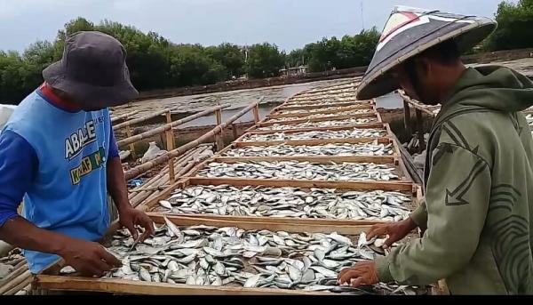 BBM Naik dan Pasokan Ikan Turun, Perajin Ikan Asin di Pantura Subang Merugi