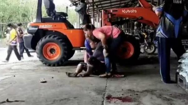 Ngeri! Ayah Tak Sengaja Lindas Putrinya Dengan Traktor, Korban Tewas Kondisi Tubuh Remuk