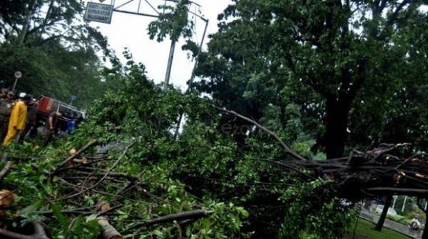Cuaca Ekstrem Akibatkan Ratusan Pohon Tumbang di Bandung