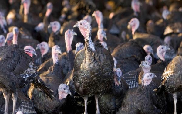 Aneh tapi Nyata, Gerombolan Ayam Kalkun Divonis Mati Gegara Serang Pria hingga Patah Tulang