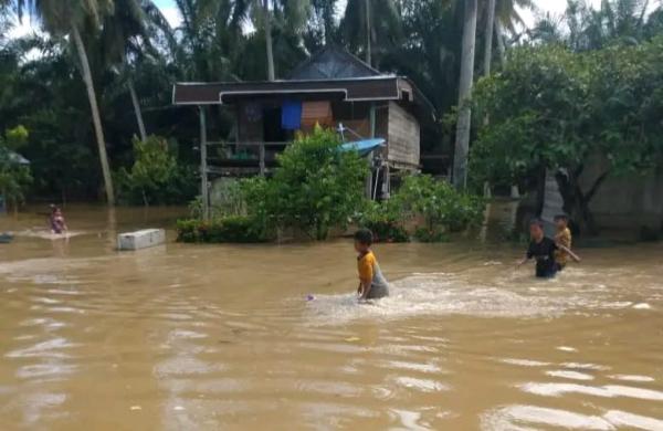 Pasca Terendam Banjir, Puluhan Hektar Kebun Jagung Milik Petani Terencam Gagal Panen