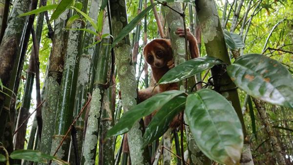 Kukang dan Teringgiling, Dilepasliarkan ke Hutan Konservasi di Bangka Tengah