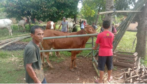 Video Tim UPTD Puskeswan Penanganan Sapi Terkait Kasus Cacingan Dan kurang Vitamin