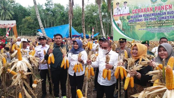 Gubernur Sumut dan Wabup Madina Hadiri Panen Jagung di Desa Beringin Jaya
