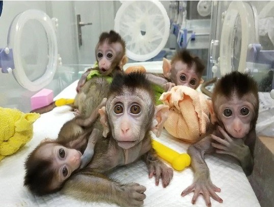 Heboh! Ilmuwan AS Ciptakan Makhluk Campuran Antara Manusia dan Monyet