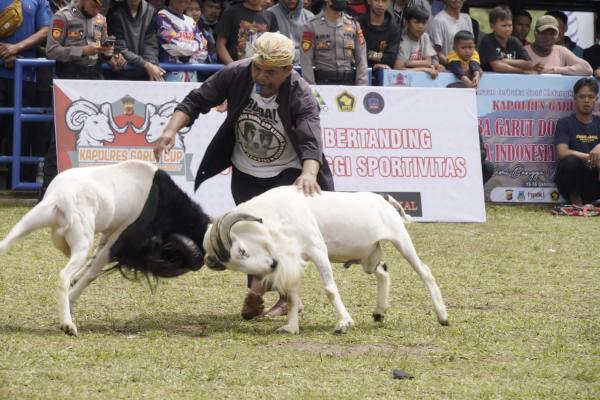 Ratusan Peserta se-Jabar Ikuti Seni Ketangkasan Domba Kapolres Garut Cup