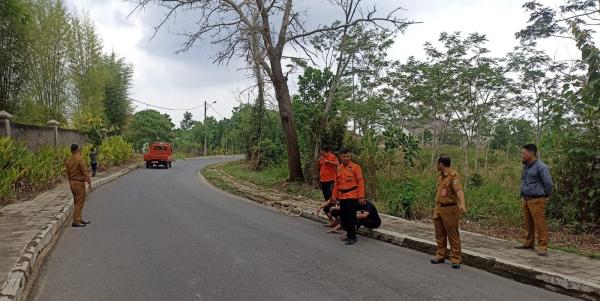 BPBD Way Kanan Lakukan Penebangan Pohon Pohon Mati Yang Berada Di Pinggir Jalan Raya