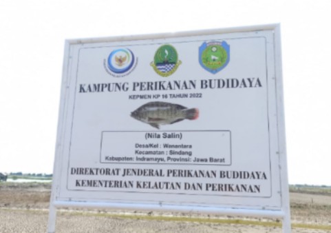 Petani Tambak Indramayu Beralih Budidaya Ikan Nila, Setahun Bisa 3 Kali Panen