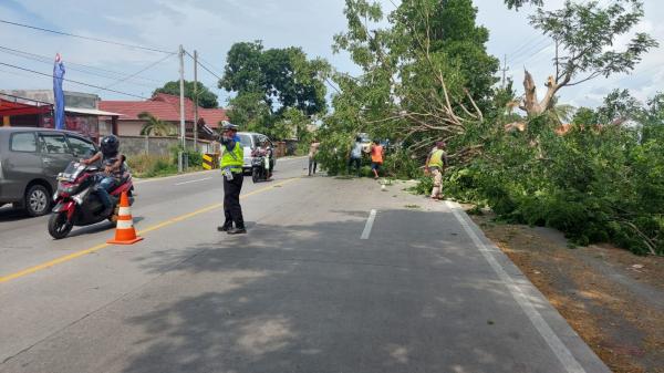 Antisipasi Pohon Tumbang di Musim Hujan, Satlantas Polres Probolinggo Pangkas Ranting Pohon