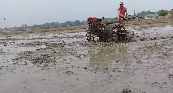 Petani Pantura Subang Menjerit Akibat Sewa Traktor Naik