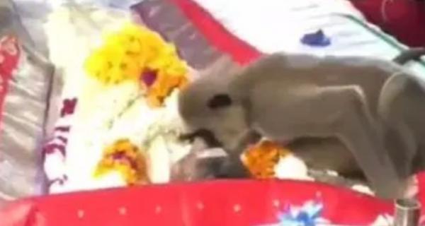 Viral Monyet Usap dan Ciumi Wajah Jenazah Sampaikan Salam Perpisahan dengan Majikan